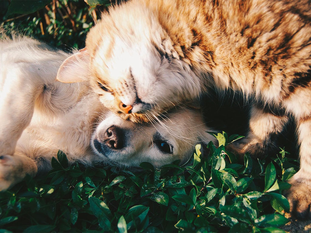 Amare gli animali fa bene alla salute.