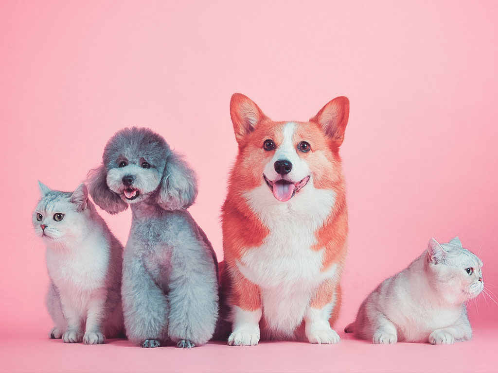 Immagine decorativa dell'articolo "Amare gli animali fa bene alla salute" di Eleonora Zucchetti: sono degli animali da compagnia, due cani e due gatti, su sfondo rosa.